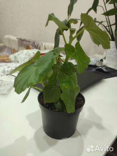 Бегония элатиор