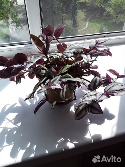 Комнатные цветы