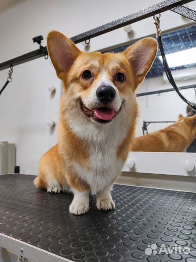 Груминг кошек и собак