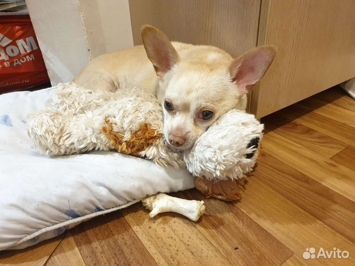 Вязка чихуахуа