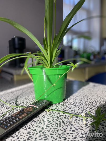 Хлорофитум