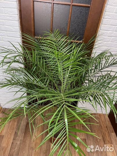 Фикиковая пальма робелини комнатные цветы