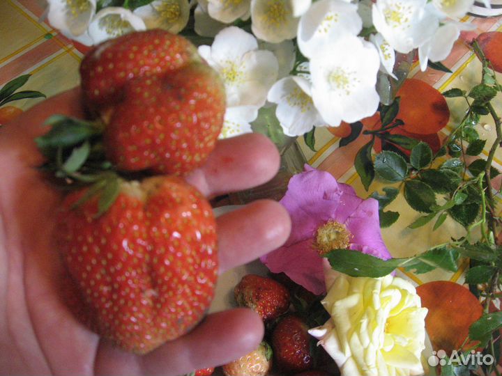 Продаю садовую землянику, клубнику и земкунику