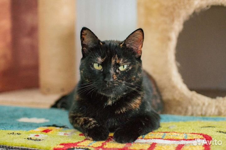 Кошка в добрые руки