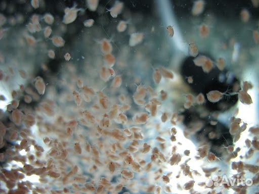 Дафния живой корм