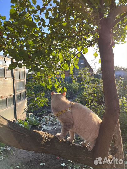 Кот для вязки