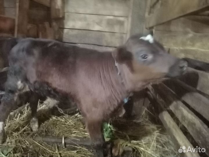 Бычок Абердин