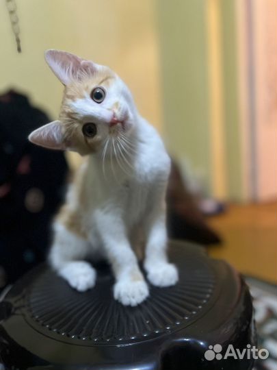 Отдам бесплатно в добрые руки котят