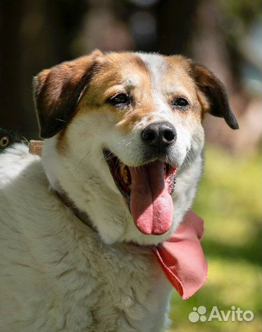 Бесплатно собака в добрые руки купить в Москве | Животные и зоотовары ...