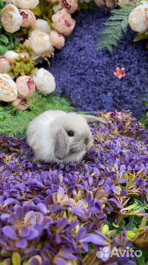 Мини Кролики декоративные