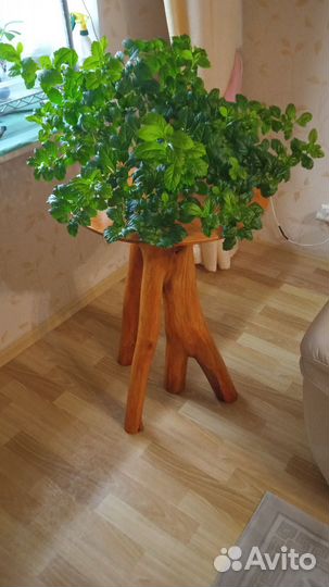 Дуранта цветок