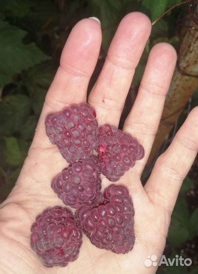 Малина Ремонтантная полана