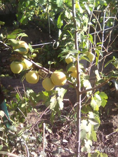 Саженцы груши сорта сеянец киффера