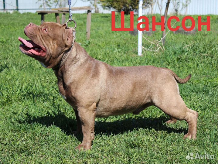 Американский булли вязка