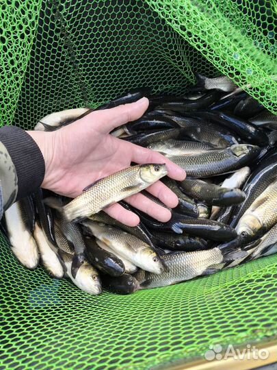 Малек Карпа Карася Амура Толстолобика Зарыбление