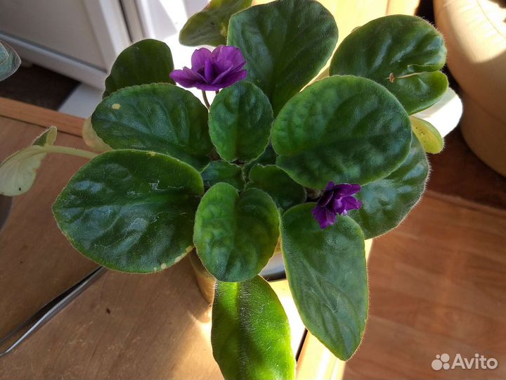 Дримиопсис цветёт, рэо цветёт, молочай,фиалки