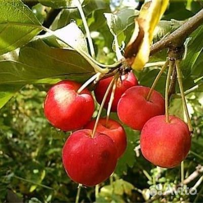 Яблоня Ранет красный