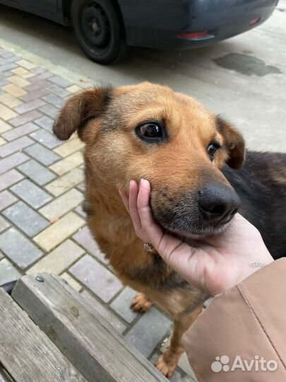 Собака в добрые руки