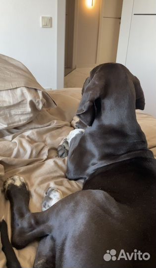 Немецкий дог