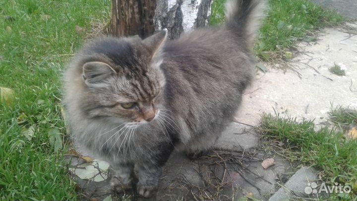 Пушистая кошка