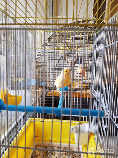 Кенара и канарейки