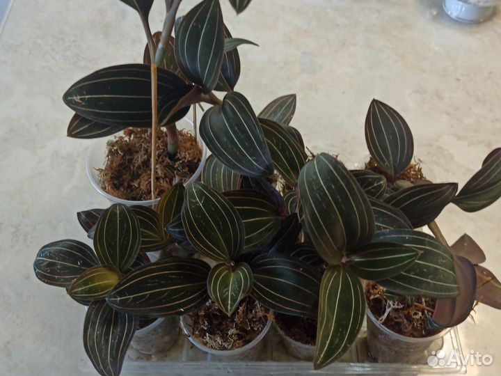 Драгоценная орхидея и горшок большого объёма