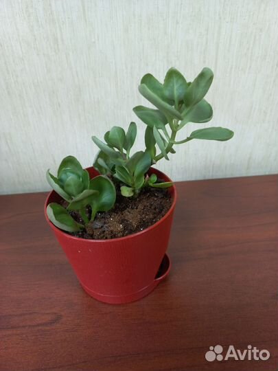 Каланхоэ розовый новый