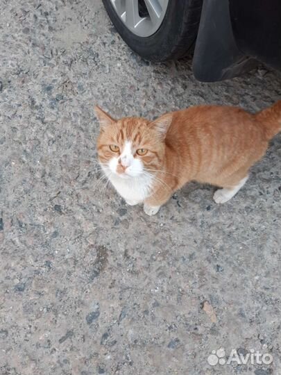 Кот рыжий