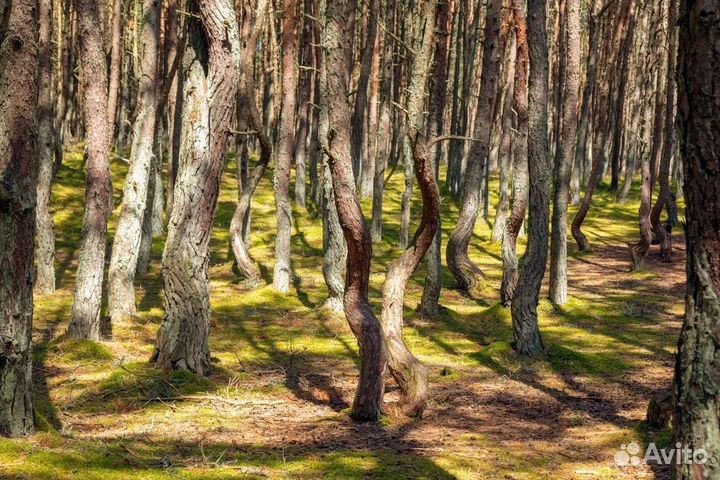 Калининград на 360