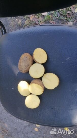 Картофель пензенский