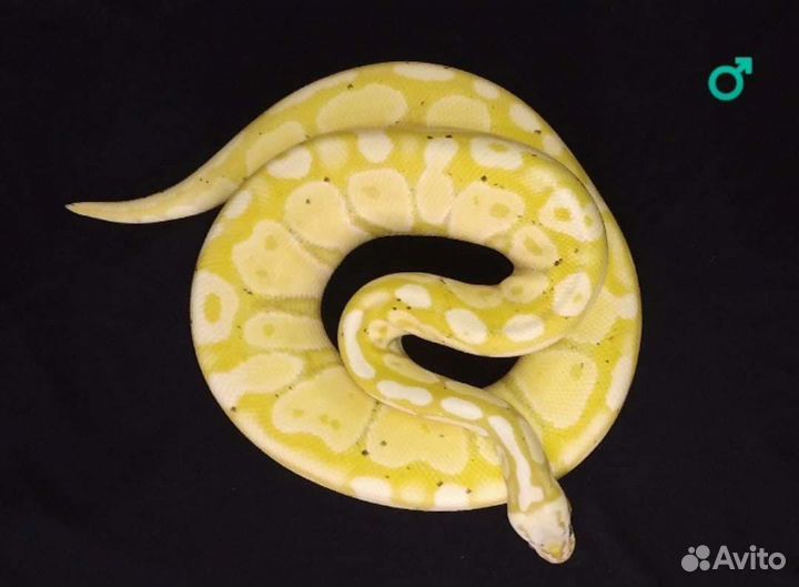 Рептилии, змея, маисовый полоз, техасский полоз