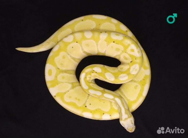 Рептилии, змея, маисовый полоз, техасский полоз