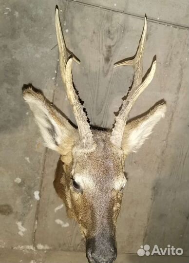 Чучело головы косули