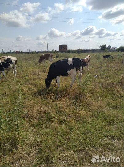 Первотелка