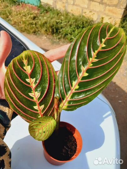 Комнатные растения цветы разновидности