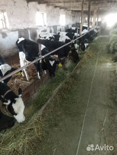 Телята бычки