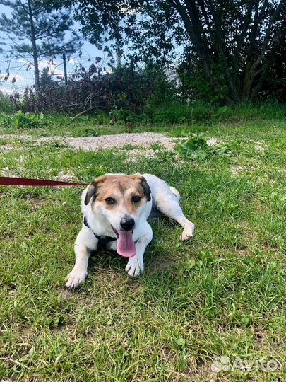 Маленькая собачка Мия 1,5 года