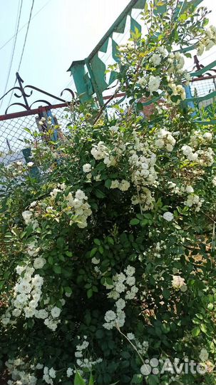 Роза плетистая