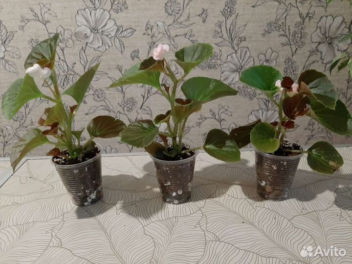 Бегония вечноцветущая махровая