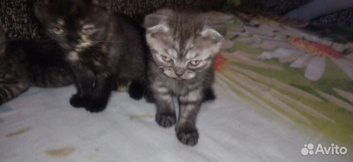 Шотландская кошка