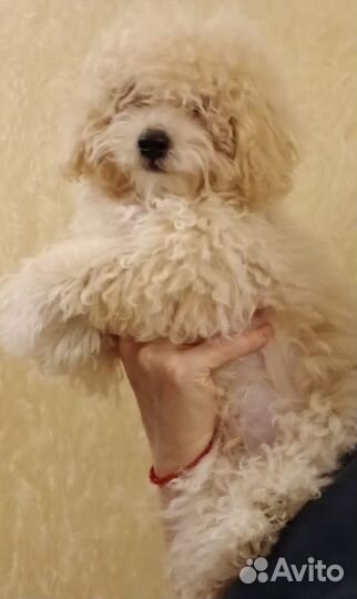 Мальтипу ф1 стандарт