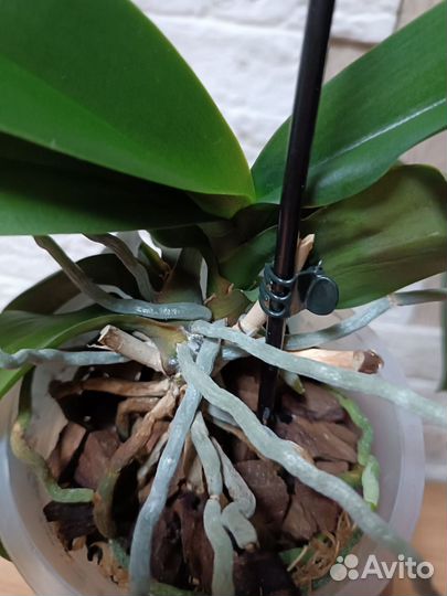 Фаленопсис Карибская мечта