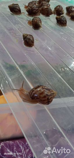 Улитки Ахатины