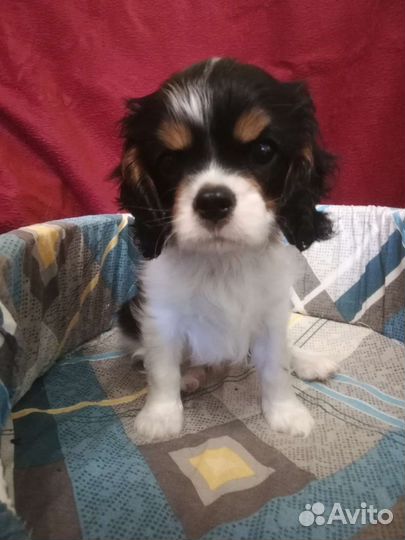 Кавалер кинг чарльз спаниель