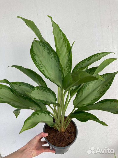 Аглаонема Клеопатра