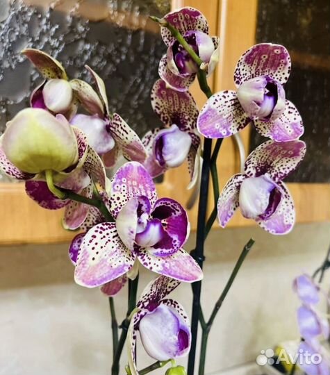 Орхидея фаленопсис пелор Фронтера