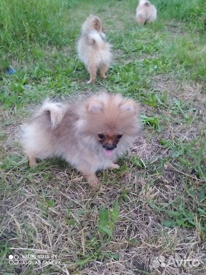 Мини Померанский шпиц девочка