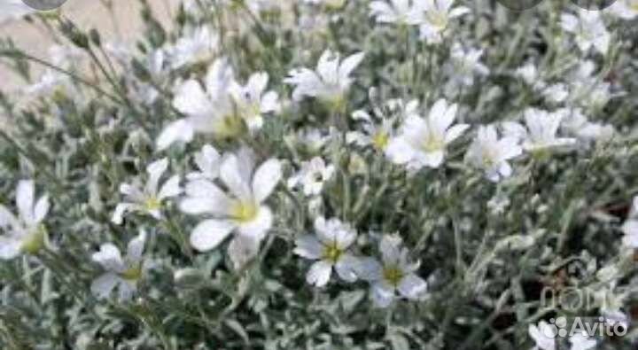 Ясколка, яснотка, Ястребинка, вербейник монетчатый