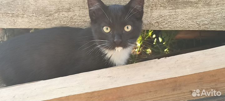 Котята ищут дом