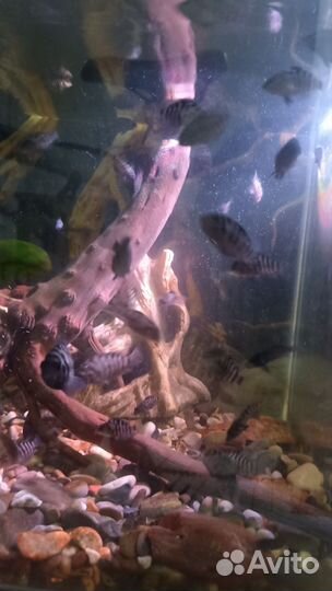 Рыбки цихлиды